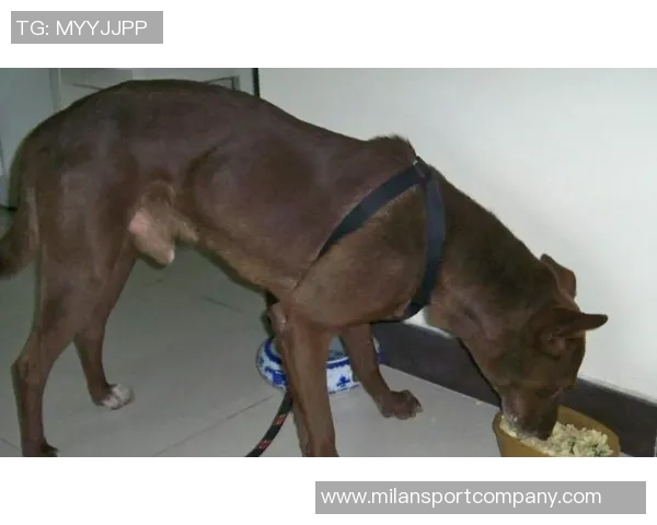 美国队新吉祥物班纳灵感源自切萨皮克湾寻猎犬的故事